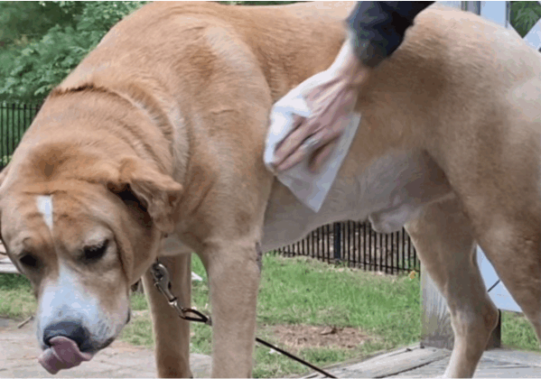 Meet Duncan he is a 100 pound yellow lab mix. He loves his Minus Bite All Natural Flea & Tick Wipes. He is allowing his owner to wipe him down with his tongue hanging out of his mouth.