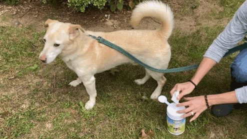 A dog standing on the grass waiting to be wiped down with Minus Bite pet flea & tick wipes. His owner is pulling a wipe out of the container to wipe him down for their walk.