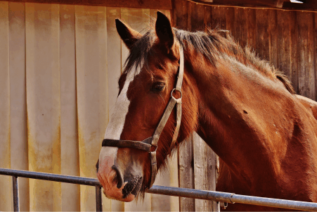 Meet Sunshine the Thoroughbred Horse, she is in her stall looking pretty for her picture to be taken. She does not have to worry about bothersome flies, fleas, tick and mosquitoes because she gets wiped down daily with Minus Bite pet flea and tick wipes