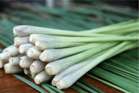 A stack of cut and cleaned Lemongrass stalks. 