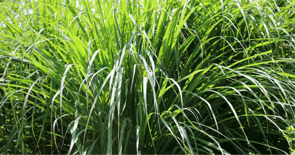 A lush and vibrant lemongrass bush growing in the wild, one of Mother Nature's gifts to us! A major ingredient in Minus Bite products.