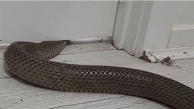 Bis snake flattens out to fit under the door to enter a house that is not protected by minus bite snake spray