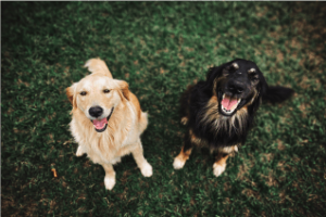 Happy and healthy pets! two smiling dogs! The benefits of using Minus Bite all-natural flea and tick prevention wipes.