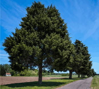 A giant Virginia Cedarwood tree great for producing cedarwood essential oil an all natural ingredient used in some of Minus Bite All natural pest repellents.