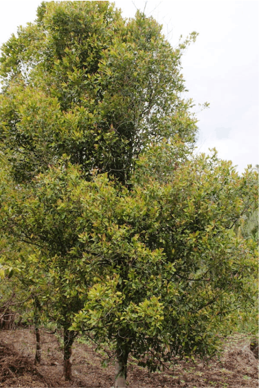 A tall clove tree. The tree produces clove buds that are collected and turned into clove essential oil.