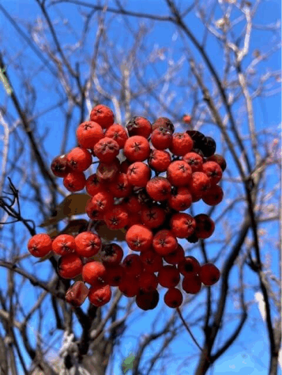 Mountain Ash berries a source of potassium sorbate and ingredient in some minus bite pest repellents.