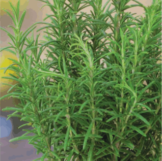 Freshly grown rosemary plant a natural pest repellent. Minus Bite all natural plant spray using rosemary essential oil as an active ingredient to aid in the plant higher yield and overall health by repelling spider mites, mold, mildew, whiteflies, aphids, sawflies, thrips and more.
