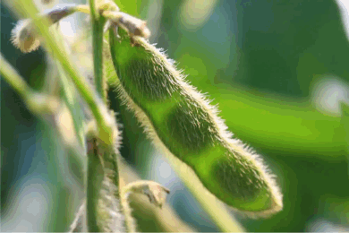 The soybean pod growing fresh on the plant. Soybean oil is an ingredient used in Minus Bite All Natural Pest repellents.