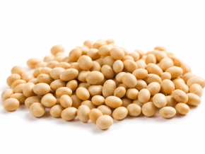 A pile of fresh soybeans. Soybean Oil is an all natural ingredient used in Minus Bite all natural pest repellents.