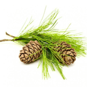 Cedarwood branch and pine cones make all natural cedarwood oil an ingredient in some products by Minus Bite all natural pest repellents.
