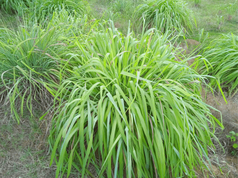 A big bushy plant with long skinny leaves, Citronella grown for insect repellents.