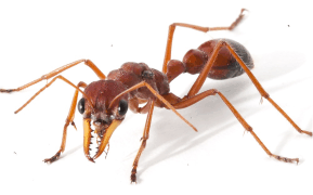 A scary close up pic of a red ant. Big black eyes, large mandible,
