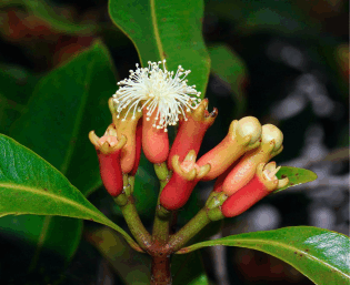 A beautiful red blooming clove buds, growing with green leaves off the tree.