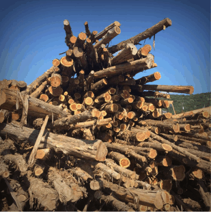 A pile of freshly cut cedarwood trees makes all natural cedarwood essential oil, an ingredient used in some Minus Bite All Natural Pest Repellents.