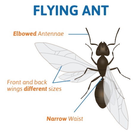 A flying ant with a diagram of body parts