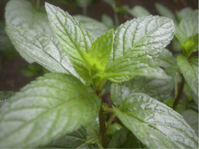 Dark green and shiny leaves of a peppermint plant