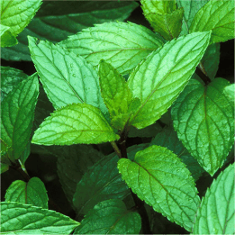 green lush leaves of a peppermint plant