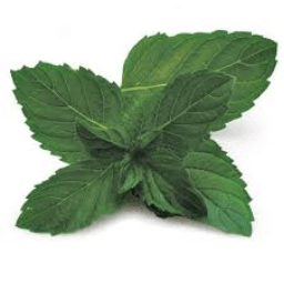 A healthy and lush green leafy peppermint plant. peppermint plant