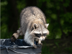 Raccoons in the trash can be a real problem for home owners and business owners. Keep raccoons away from your home or business with Minus Bite all natural Run Away Rodents spray.