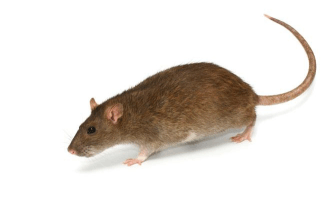 A rat in the house is never a good thing. Make sure your home is rat and rodent free with Run Away Rodent Spray by Minus Bite. 
