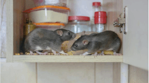 Rats in the kitchen cabinet can be a health hazard to anyone living in the home. All Natural Run Away Rodents will protect your safety and home from these dirty pests.