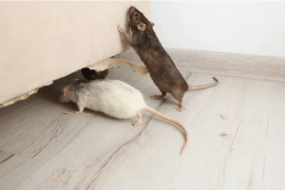 Rats in the kitchen cabinet can be a health hazard to anyone living in the home. All Natural Run Away Rodents will protect your safety and home from these dirty pests.