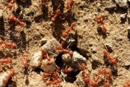 A mound of red imported fire ants.