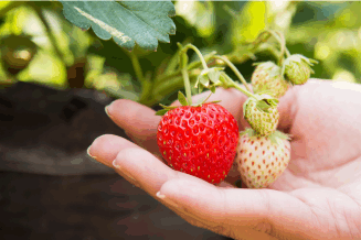 Growing strawberries from plants can be easy and pest free with all natural Trinity plant protection by Minus Bite.