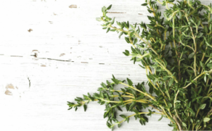 A fresh branch of thyme, perfect to make thyme essential oil, an ingredient in Minus Bite all natural pest repellents.