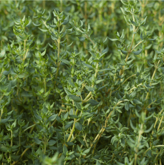A large bush of fresh thyme. An essential oil used in Minus Bite All natural pest repellents
