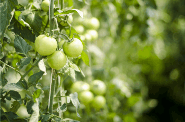 Growing fresh tomatoes is easy and can be pest free with Trinity all natural plant protection, eliminates spider mites, mildew, mold and aphids. 