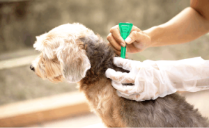 Traditional flea and tick medication for dogs. As pet owners, we all want to keep our furry friends healthy and happy, and protecting them from fleas and ticks is a top priority. But did you know that some traditional flea and tick medication can actually do more harm than good?
