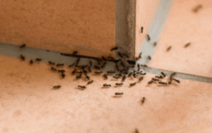 How to Identify an Ant Infestation and Stop It with Minus Bite Ant Spray