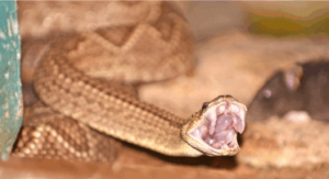 A rattlesnake with his mouth open. The Dangers of Traditional Snake Repellent Chemicals: A Comprehensive List of Commonly Used Ingredients and Side Effects
